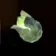 Brightbloom Seed