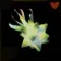 Dazzlefruit