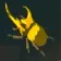 Energetic Rhino Beetle