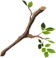 Tree Branch