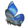 ヒンヤリアゲハ