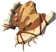 Dragonbone Boko Shield