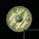 Hunter's Shield