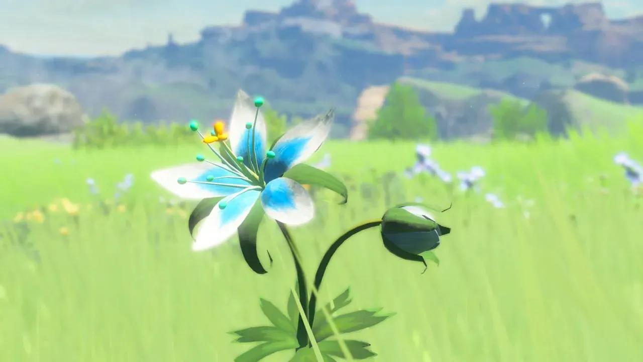 A Silent Princess flower in a field